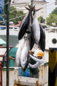 Tuna being prepared for export from Palau to Japan