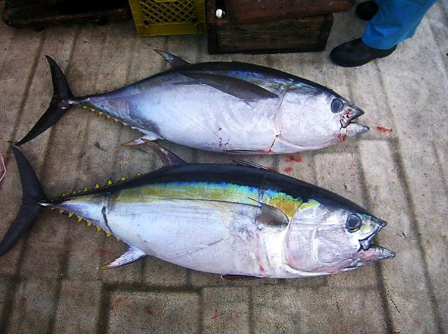 Bigeye tuna - copyright NOAA