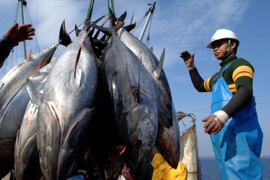 Tuna caught in Fiji. Photo: AFP.