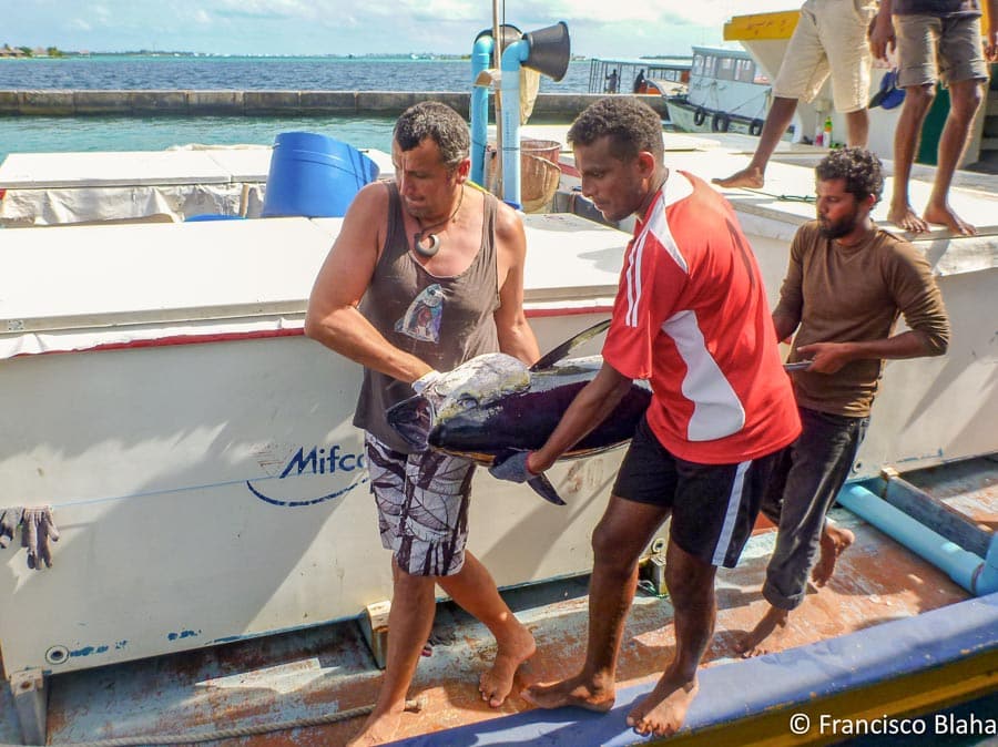 Francisco (left) and crew member unload frozen tuna during training given by Francisco in the Maldives, 2012 (Photo: Francisco Blaha)