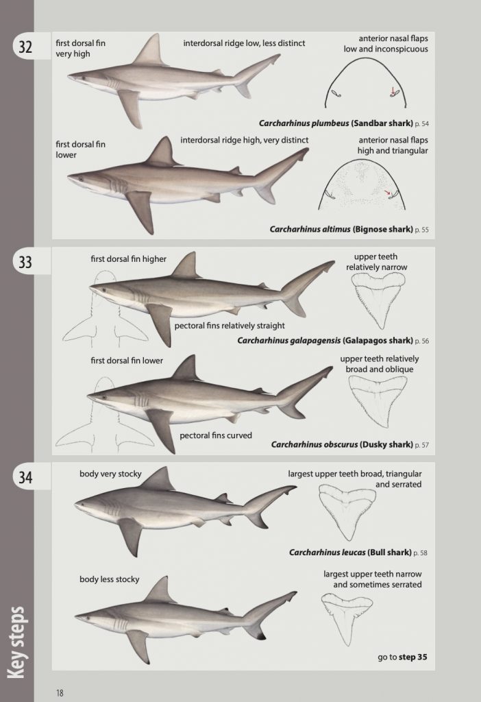 Drawings of sharks in pairs from key steps page of shark and ray identification manual. Image Pacific Community.