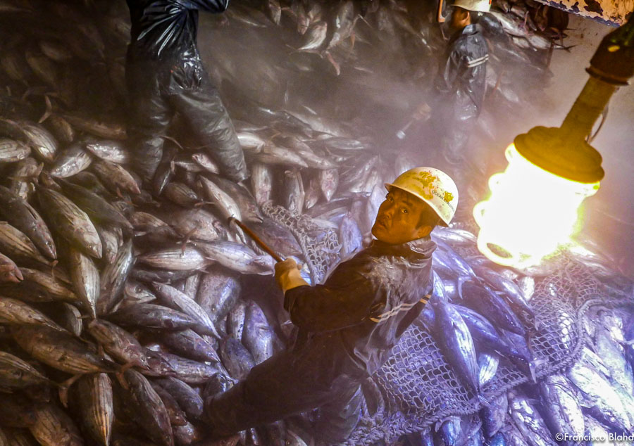 Three fishers stand among hundreds of tuna in a ship's hold. Photo Francisco Blaha.