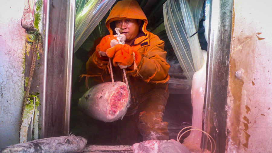 Man in clothing to protect him from icy environment in ship's hold with part of a tuna. Photo Francisco Blaha
