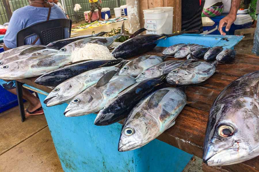 A table of bigeye tuna of different sizes for sale fresh at Gizo Fish Market, Solomon Islands. Photo George J Maelagi.