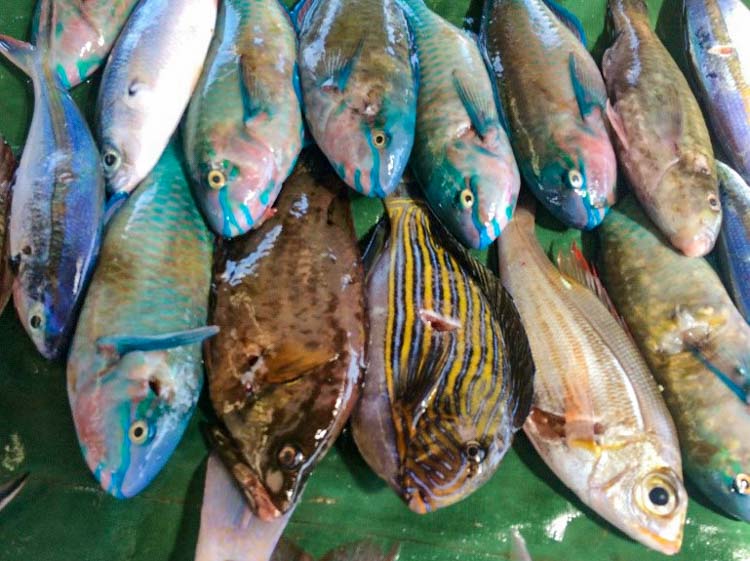 Different kinds of local fish laid out on plastic tarp for sale at Gizo Fish Market, Solomon Islands. Photo George Maelagi.