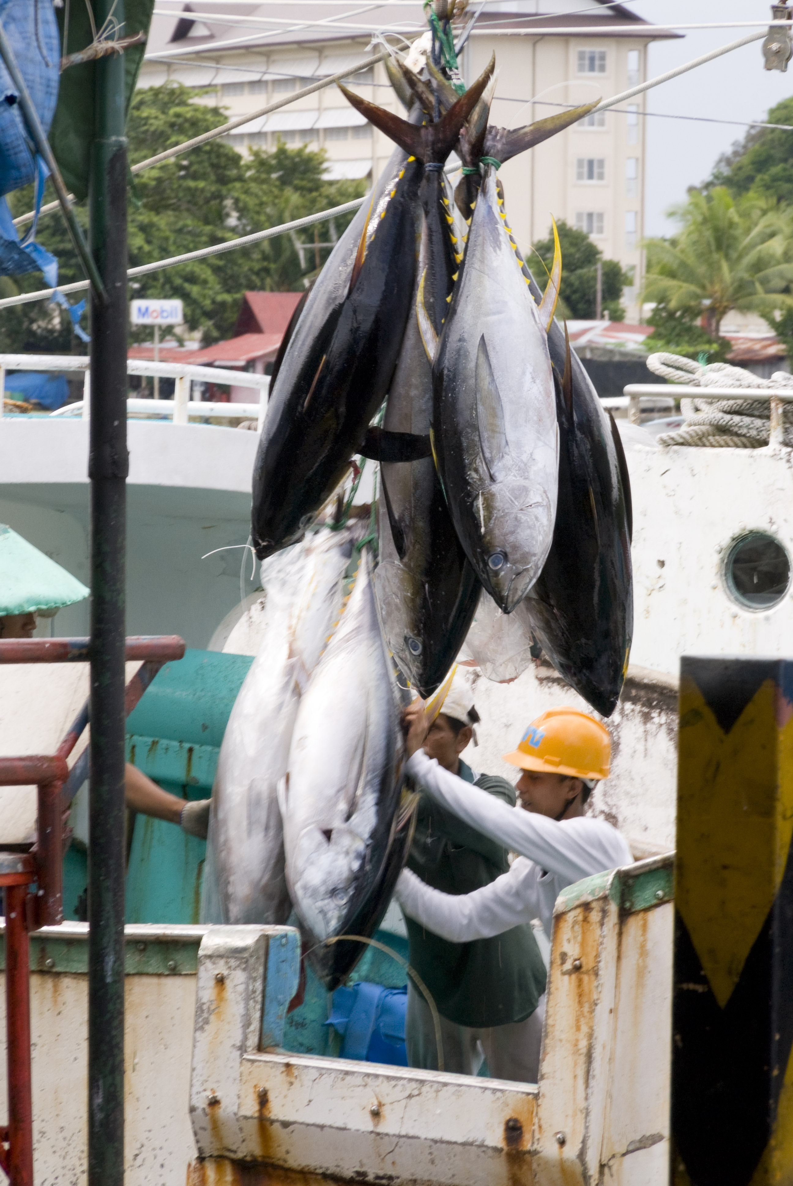 Palau targets tuna for food security