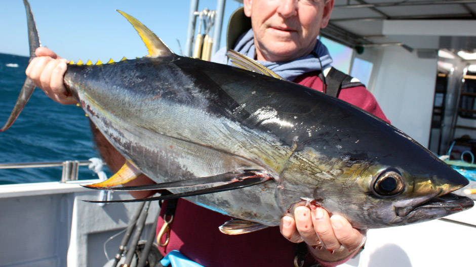 Bigeye tuna stocks at all time low in Pacific