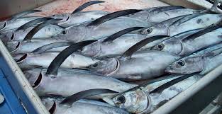 FFA’s TUNApacific: A new space to talk about tuna for Palau