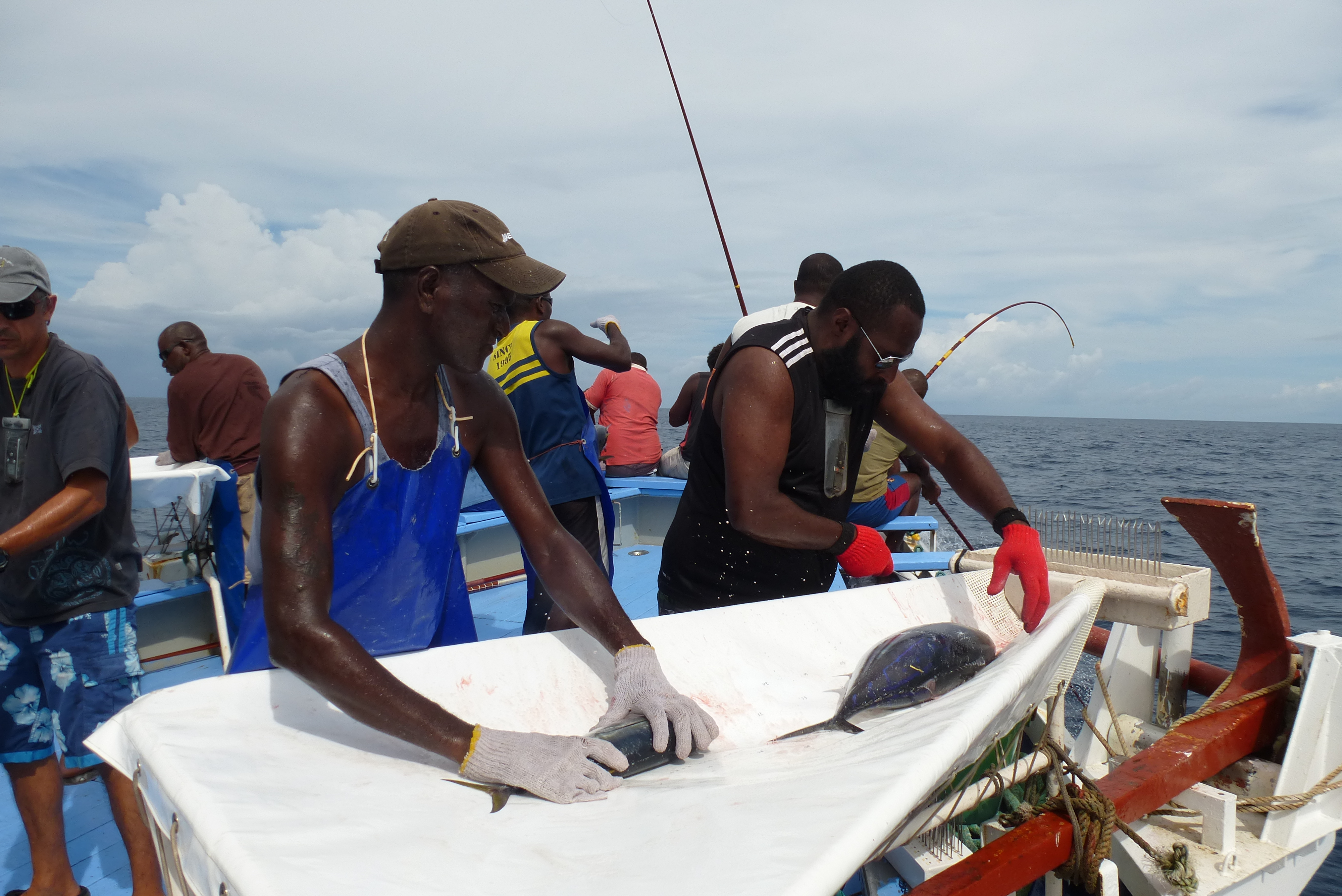 Tuna tagging in the Pacific – Papua New Guinea