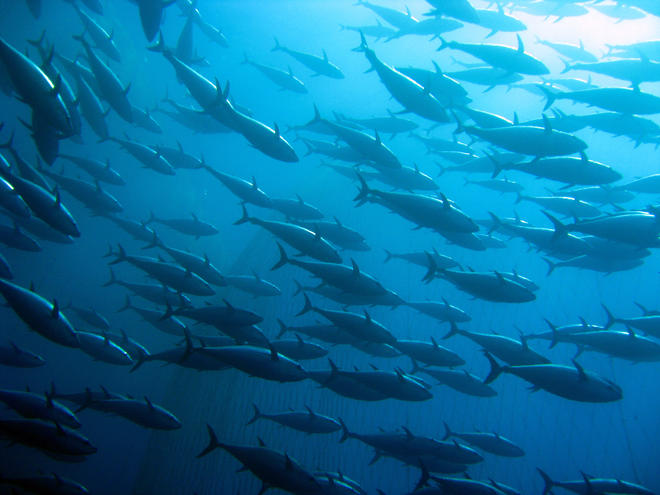 school of albacore tuna swimming