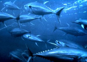 Yellowfin tuna under the sea