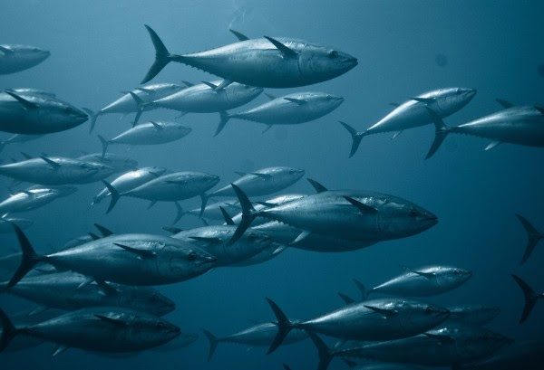 Pew: Mexico, Japan breach bluefin fishing limit again
