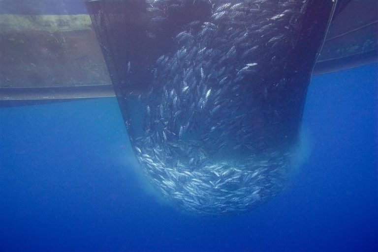 Bangkok tuna prices start leveling off as WCPO fishery restarts