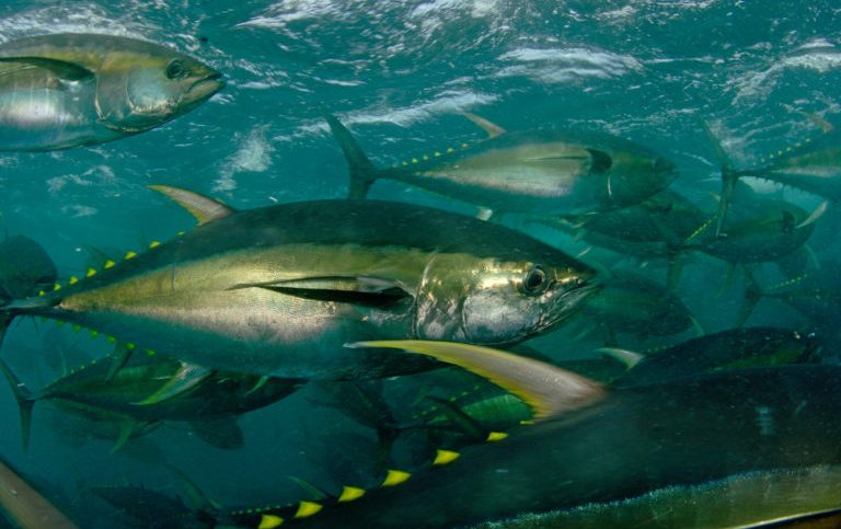 Blockchain initiative to be tried in PNA tuna fishery