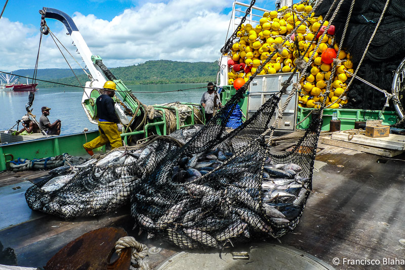 World Tuna Day: A reminder of a rich resource and the need to protect it