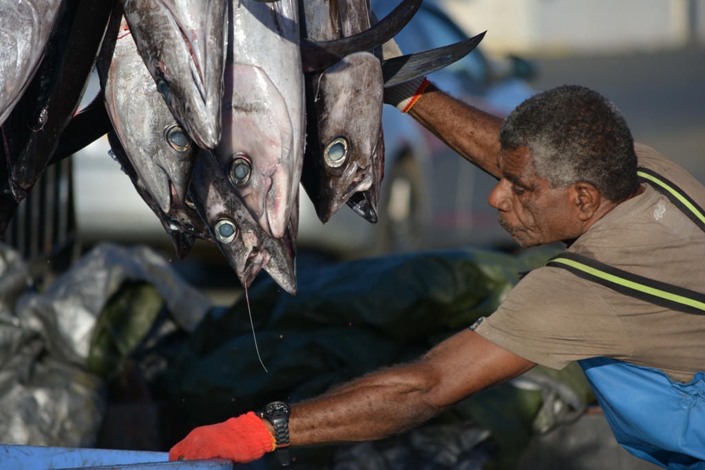 Livelihoods on the line as Pacific nations unite to fight for albacore tuna industry