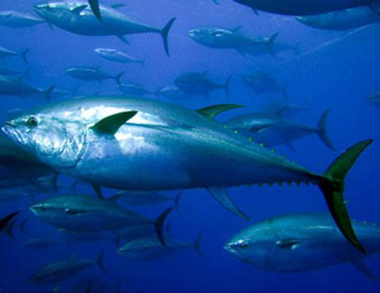 Tuna industry body supports Tongan fishing industry