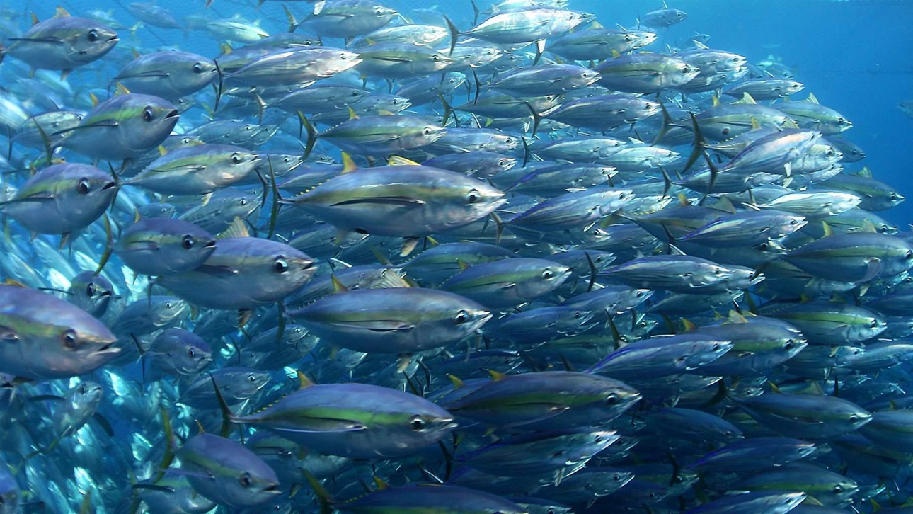 Pacific told of need to sustain tuna stocks