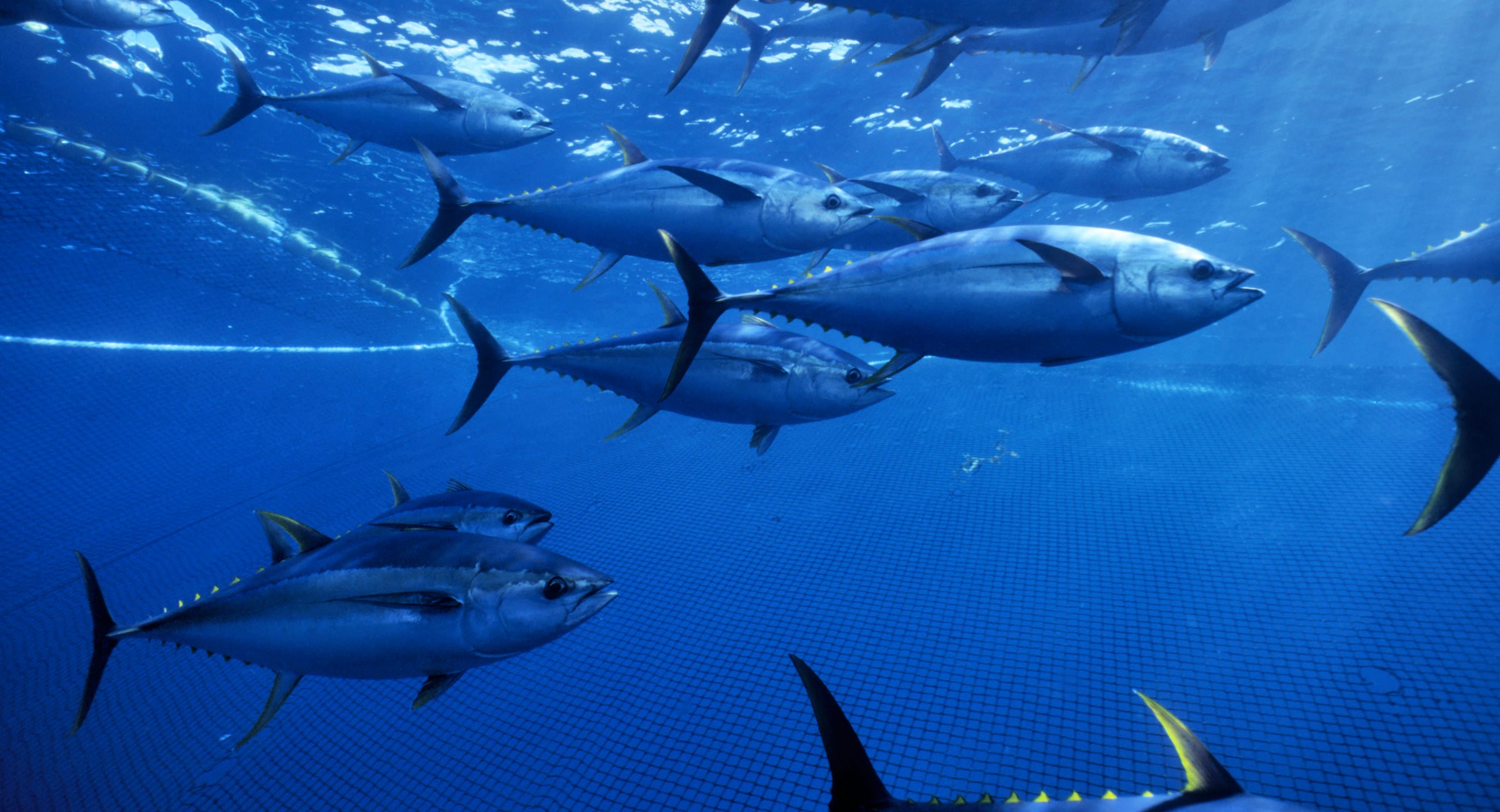 WCPO bigeye and yellowfin tuna stocks remain healthy
