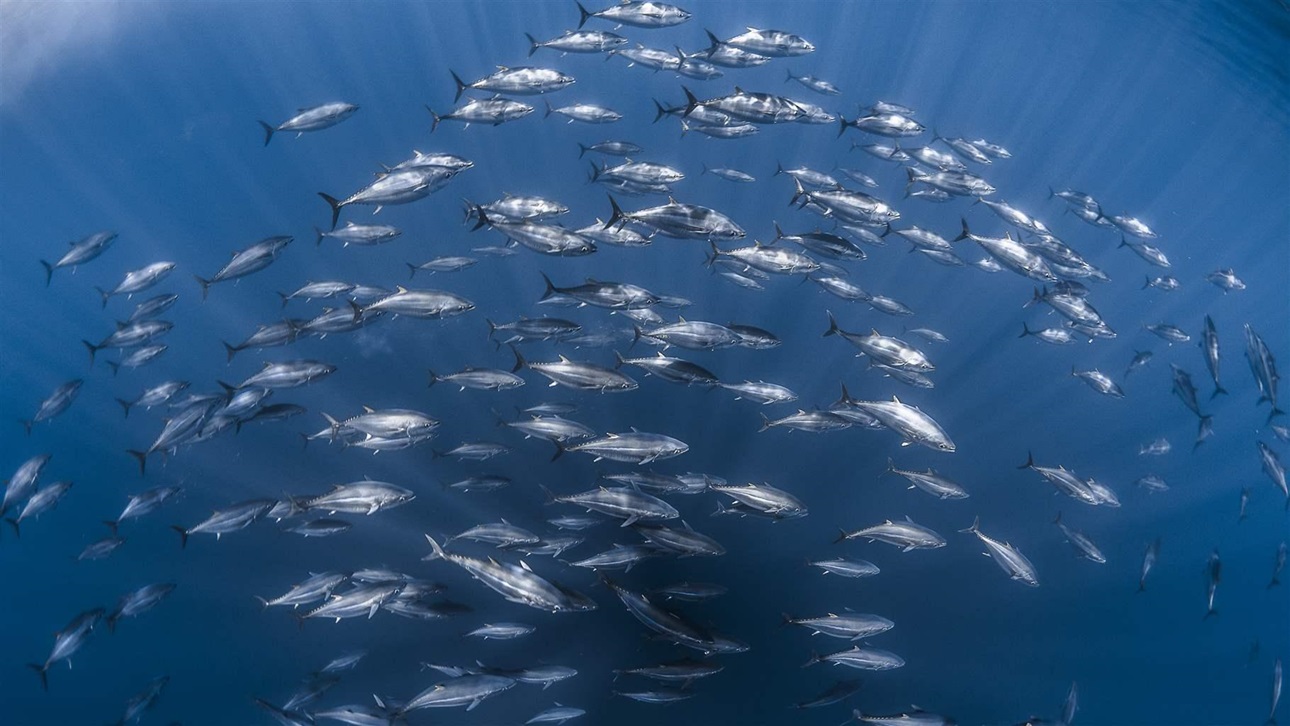 No room for complacency in protecting tuna stocks, Pacific ministers say