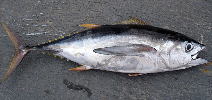 Western Pacific council’s science panel makes recommendation for bigeye