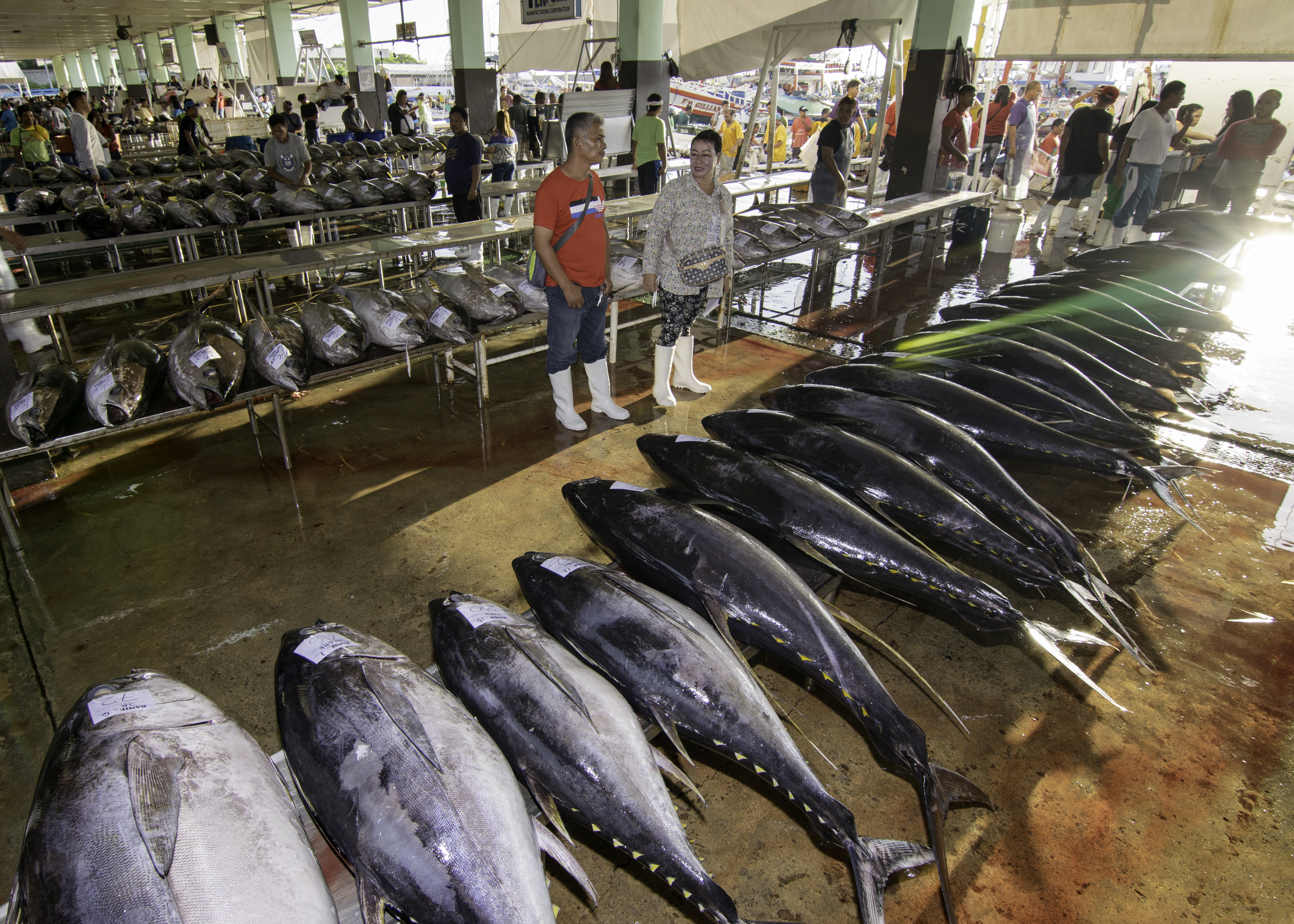 The Tuna Industry: Embracing technologies and sustainable strategies