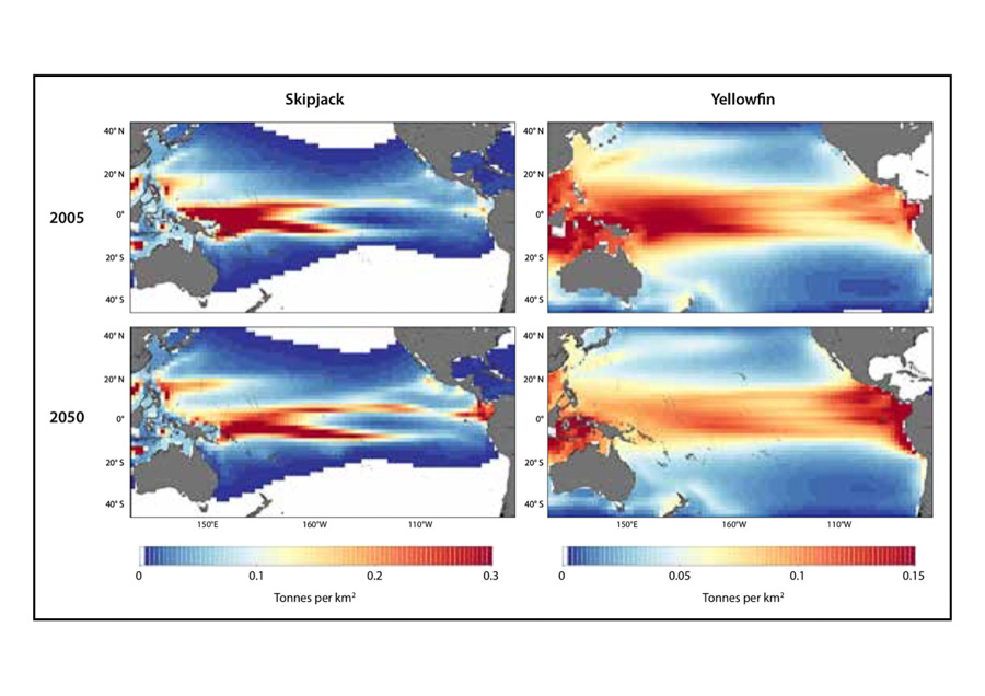 Four maps showing movement of two species of tuna, skipjack and yellowfin, from western Pacific Ocean eastwards as a result of changes in the ocean with climate change. Source Pacific Community policy brief 2019