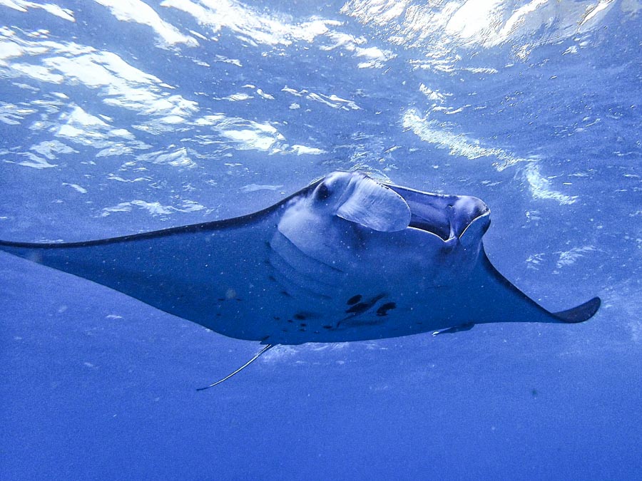 Rays to be released while still in the water: postcard from WCPFC16