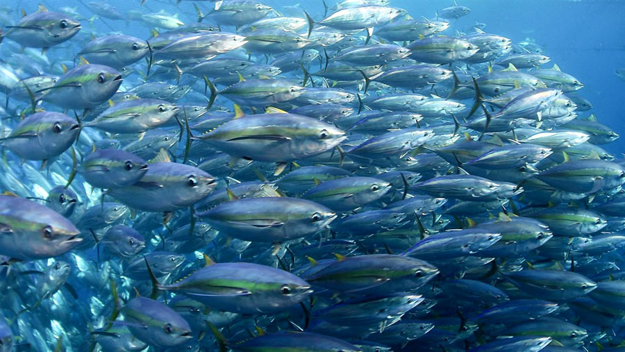 Tuna carry evidence of the human causes of global heating