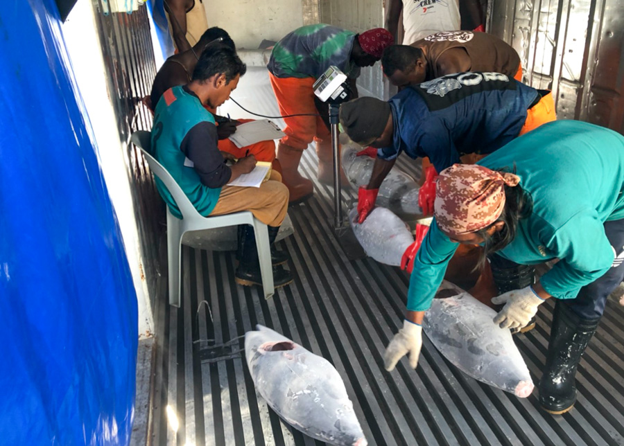 Frozen tuna caught in Solomons Islands waters by Taiwanese fishing vessels being prepared by local employees and Taiwanese for export. Photo: Ian Lin