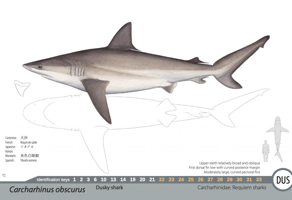 Drawing of shark, with information to help confirm which species it is from others. From page of shark and ray identification manual. Image Pacific Community.