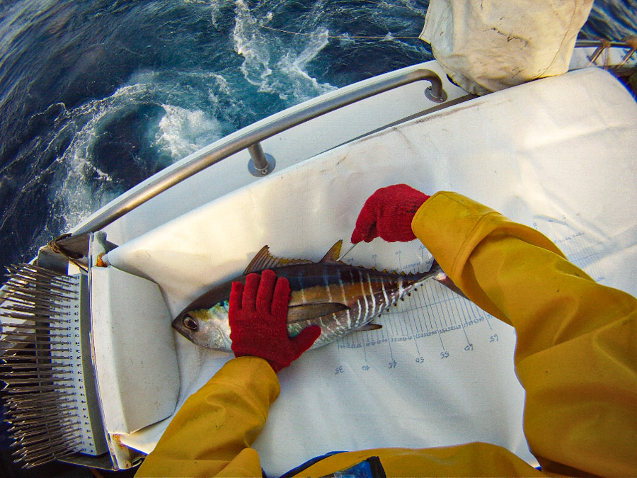 Nearly 17,000 tuna tagged in latest research cruise