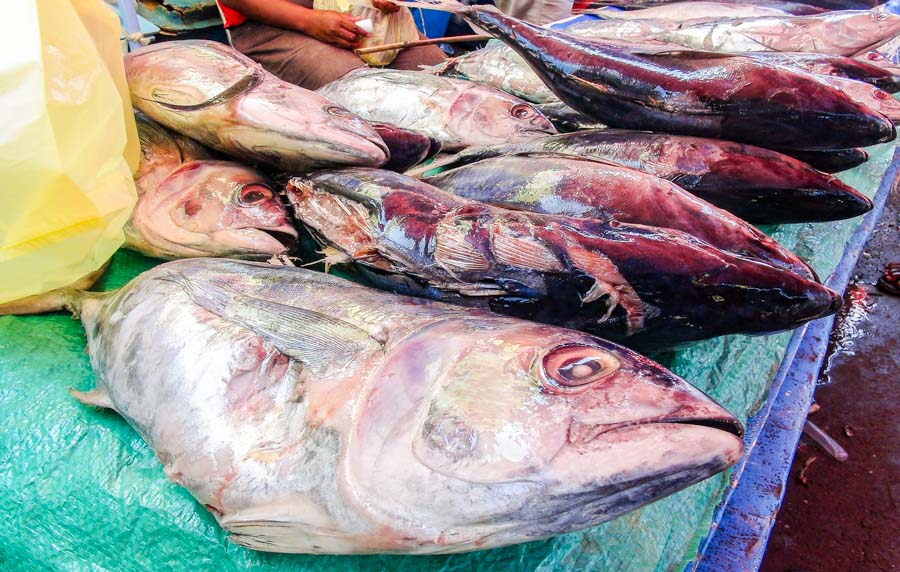 Tuna lying on a plastic tarp. Photo Ronald Toito'ona.