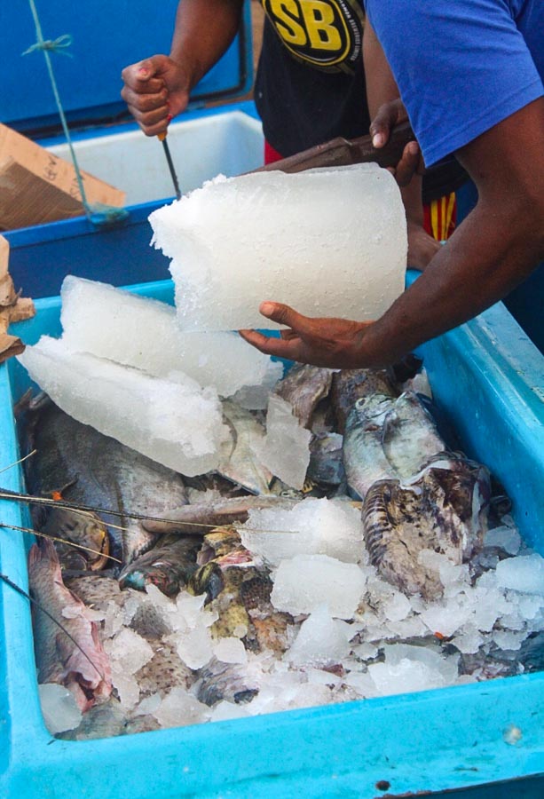 Two men (arms and one torso only visible) break up blocks of ice to add to bin of fish to be transported. On Russell Islands, Solomon Islands.