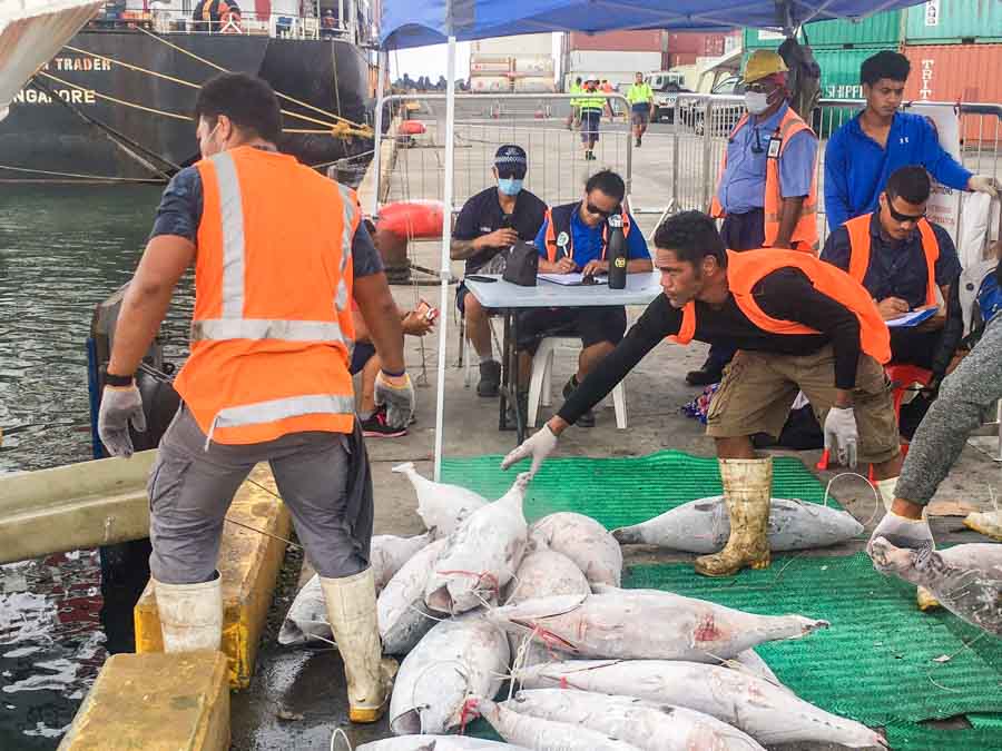 Fisheries, Maritime and Ports Authority officers monitor a fishing vessel unloading under COVID-19 protocols in Apia Port, Samoa. Photo: Samoa NHQ.