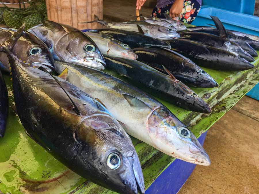 High fees to sell tuna at Gizo force fishers into unsustainable reef fishing