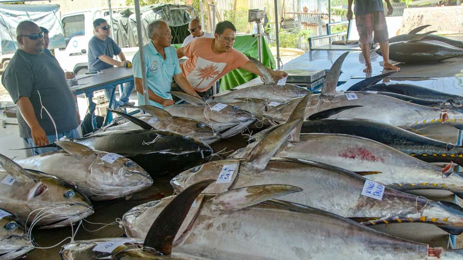 In Palau, a bench laden with fresh-caught tuna that have been graded, weighted and measured before local sale. Photo Richard Brooks