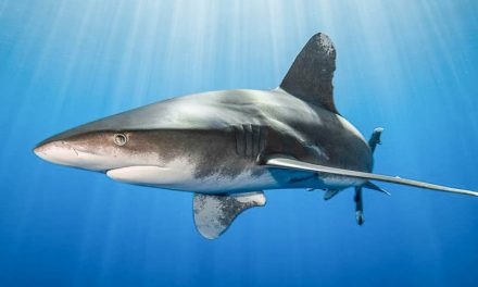 WWF calls for urgent measures to recover heavily depleted oceanic sharks and rays: media release
