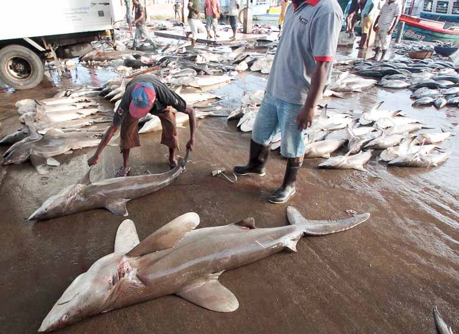 An oceanic whitetip shark (foreground) and other sharks before auction at the Negombo fish market, Sri Lanka. Photo: WWF/Andy Cornish