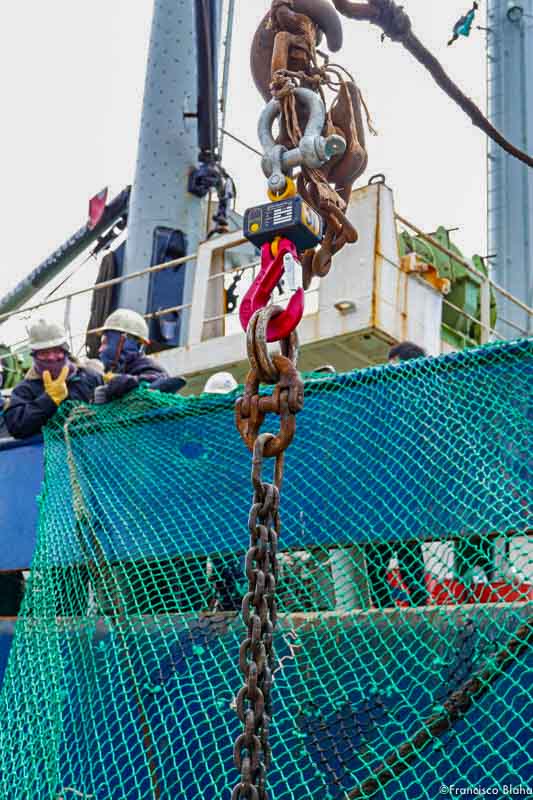 A Ron 2001 hanging scale in use at Majuro Port. Photo: Francisco Blaha.