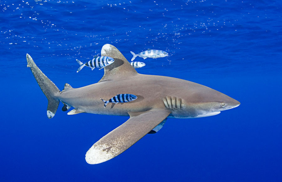 The oceanic whitetip shark (Carcharhinus longimanus) generally lives in the open ocean. Accompanied in photo by pilot fish. Photo: Doug Perrine-WWF