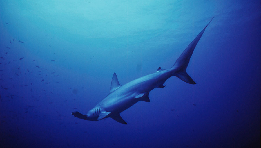 A scalloped hammerhead shark in waters near Fiji. Photo Cat Holloway.