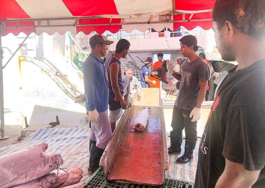 FFA members work to progress freeze on southern albacore