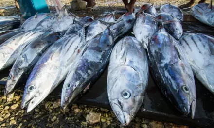 Pacific islands losing tuna stocks to ocean warming — SciDevNet