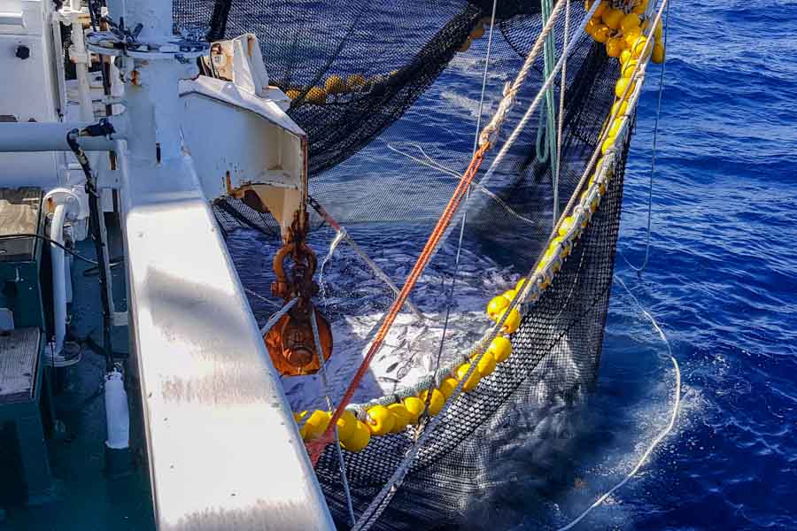 part of side of purse seine fishing vessel, with net of fish being hauled in