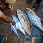 Regional cooperation reduces illegal, unreported & unregulated tuna fishing in Pacific, but more needed